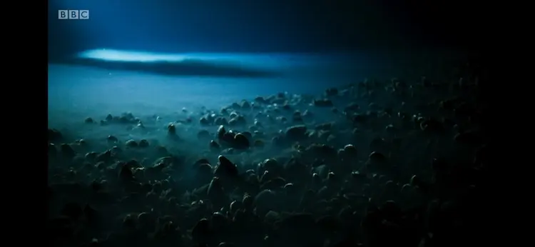 Giant seep mussel (Bathymodiolus childressi) as shown in Blue Planet II - The Deep